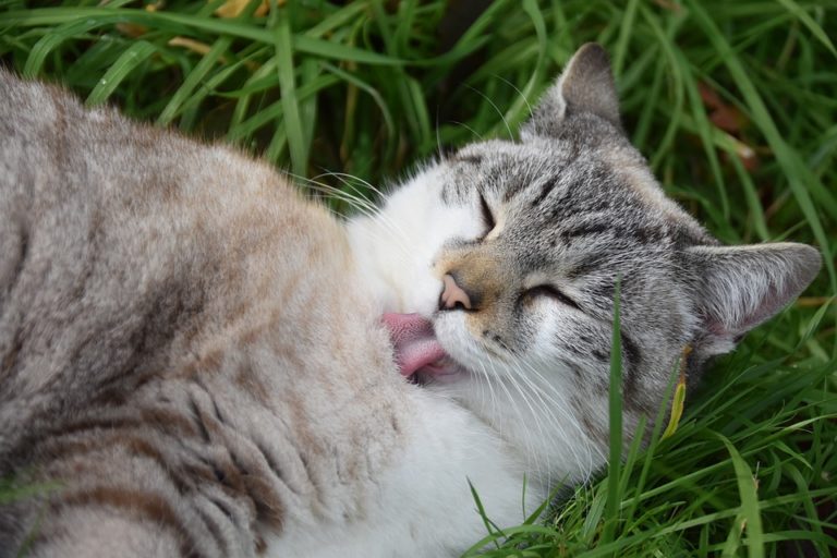 Mon chat fait sa toilette sur moi : Pourquoi et que faire ?