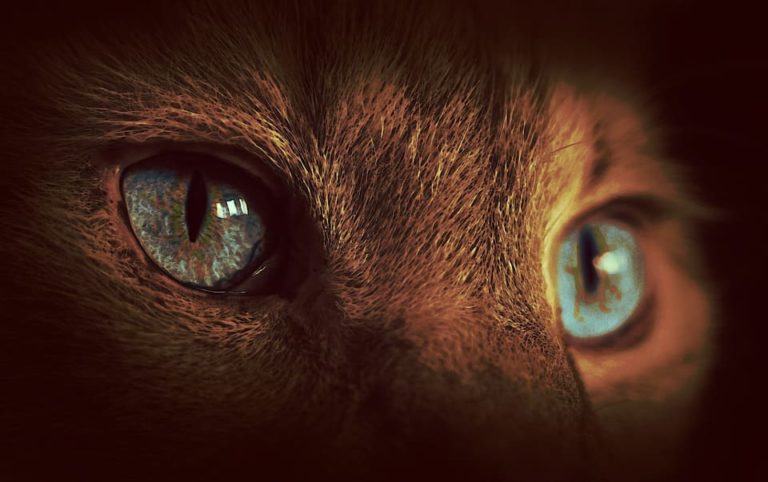 Chat marron : Tout ce qu’il faut savoir