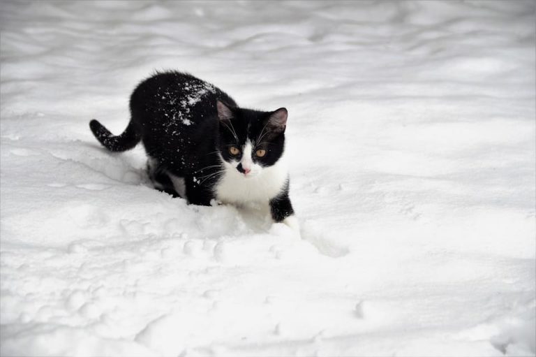 Chat noir et blanc : Quel caractère ?