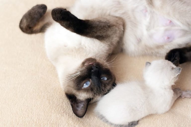 Chat noir et blanc aux yeux bleus : Tout ce qu’il faut savoir