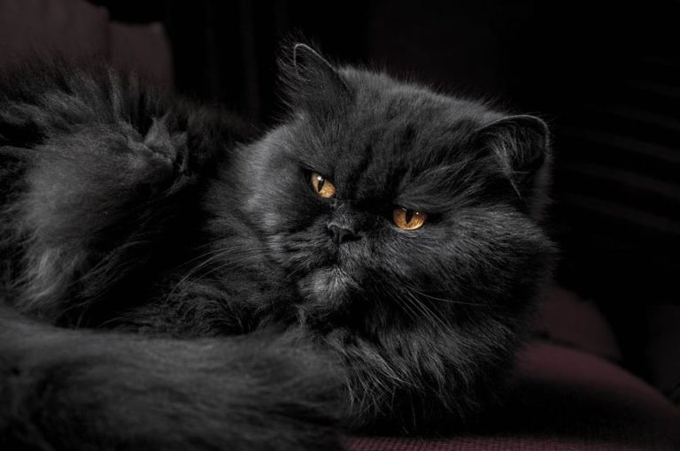 Chat noir à poil long : Les races et tout ce qu’il faut savoir