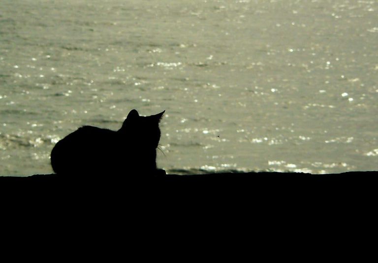 Chat noir à poils longs aux yeux vert : Les différentes races et ce qu’il faut savoir