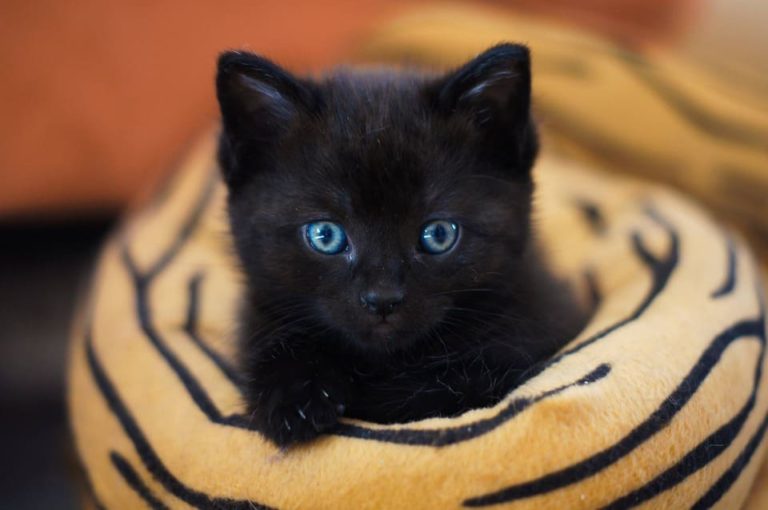 Chat noir aux yeux vert : Toutes les races et ce qu’il faut savoir