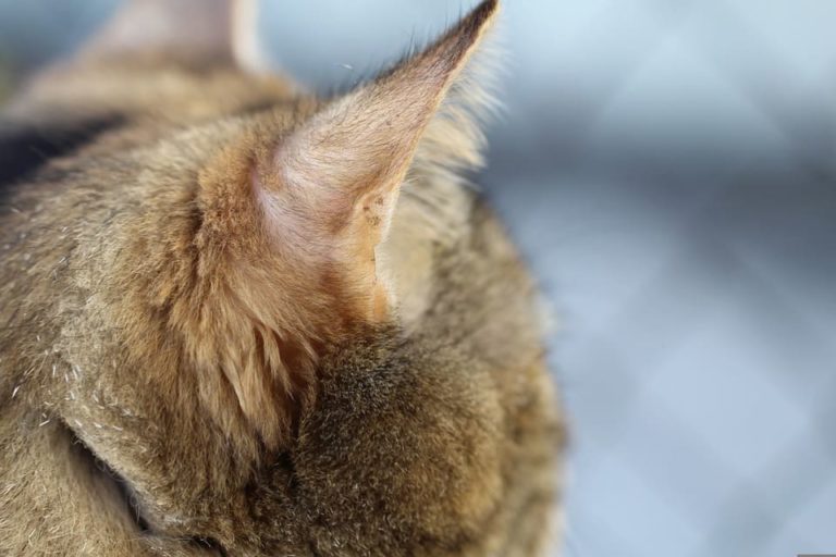 Chats aux oreilles pointues : Les races et tout ce qu’il faut savoir