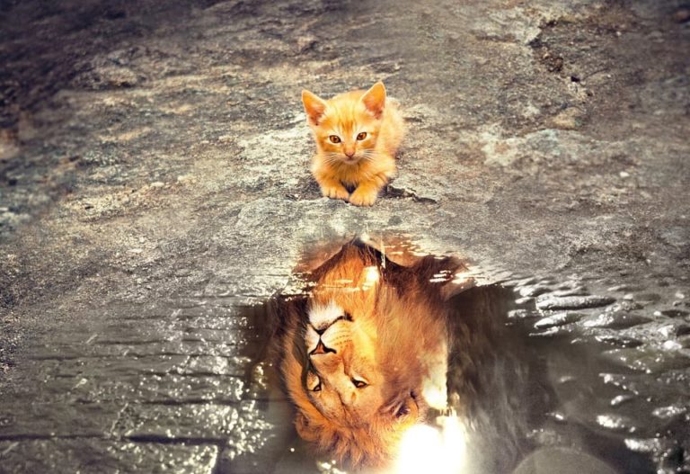 Les races de chat qui ressemblent à un lion et tout ce qu’il faut savoir