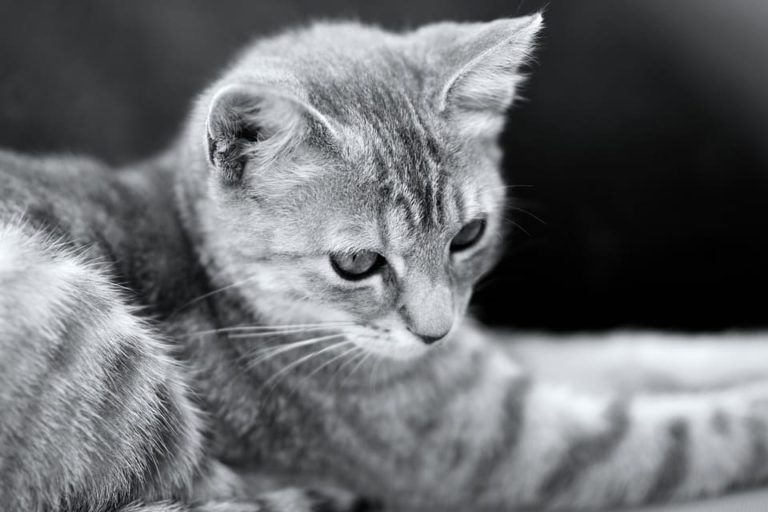 Chat tigré gris et blanc : Tout ce qu’il faut savoir Chat tigré gris et blanc : Tout ce qu’il faut savoir