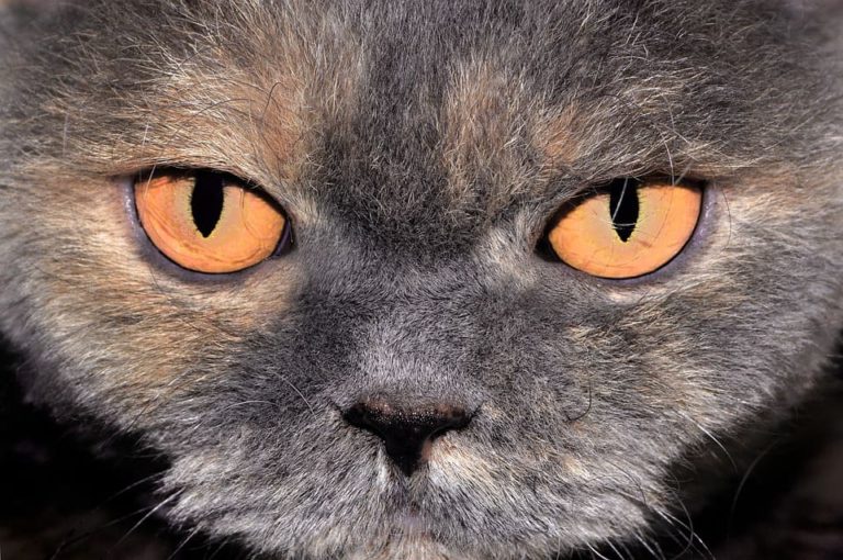 Chat aux yeux oranges : Tout ce qu’il faut savoir