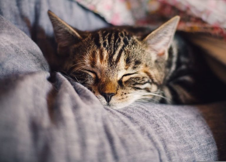 Dormir avec son chat en Islam : Tout ce qu’il faut savoir