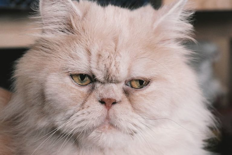 Chat à tête aplatie: Les races et tout ce qu’il faut savoir Chat à tête aplatie: Les races et tout ce qu’il faut savoir