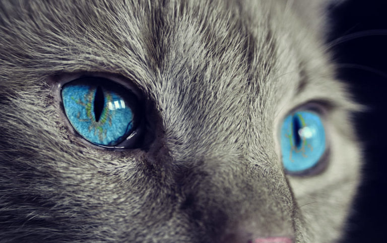 Chat de 8 mois : Tout ce qu’il faut savoir