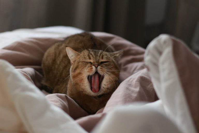 Mon chat fait sa toilette sur mes genoux ; Pourquoi et que faire ?