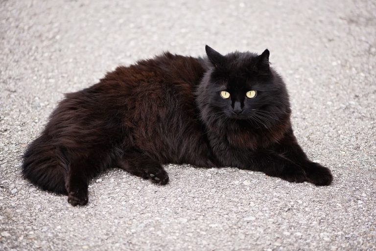 Chat noir Angora : Tout ce qu’il faut savoir Chat noir Angora : Tout ce qu’il faut savoir