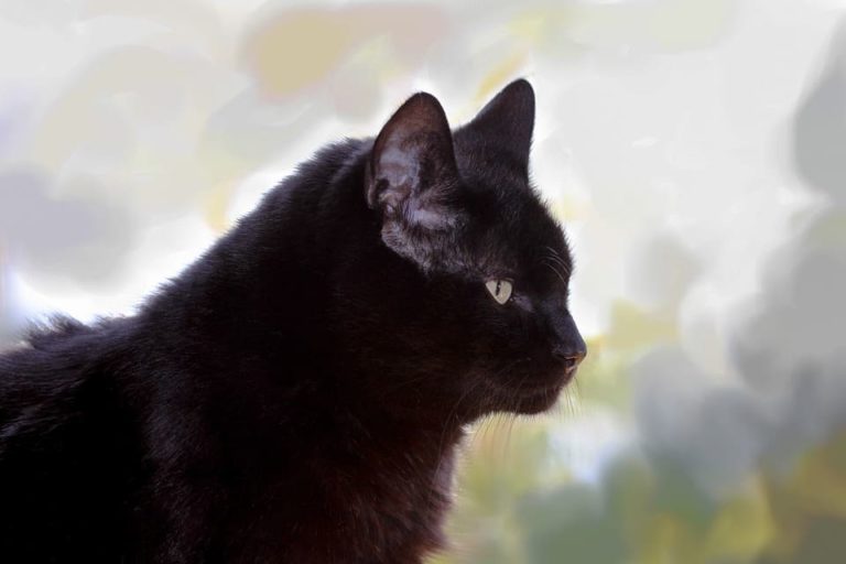 Chat noir Angora : Tout ce qu’il faut savoir