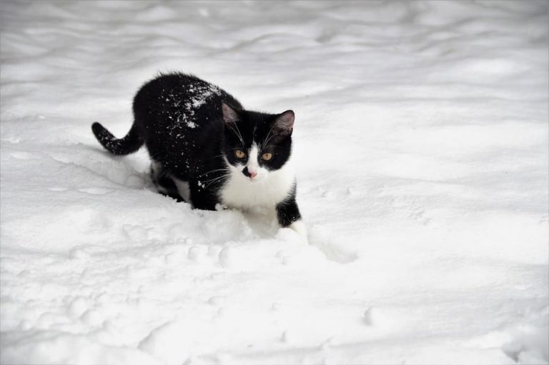 Chat noir et blanc à poil mi long : Les races et tout ce qu’il faut savoir Chat noir et blanc à poil mi long : Les races et tout ce qu’il faut savoir