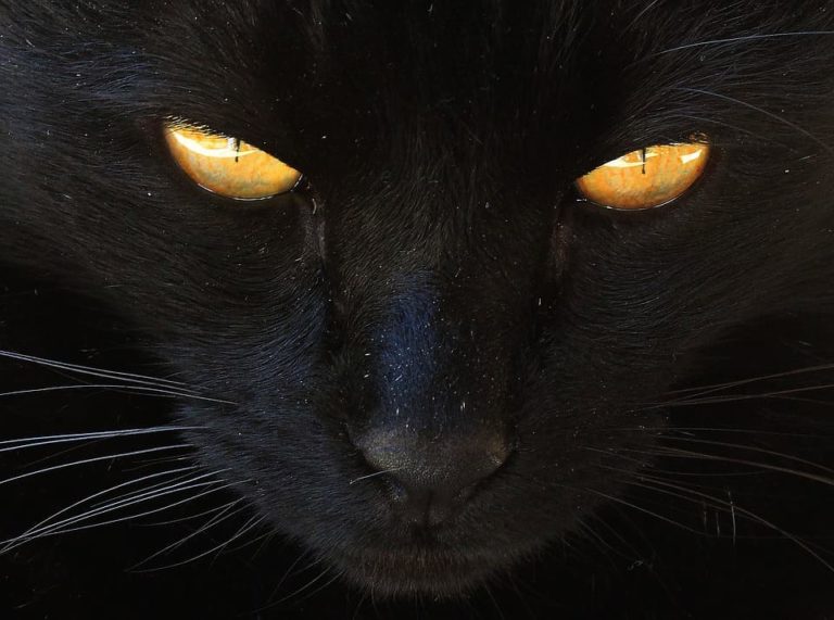 Chat noir à poil mi long : Les races et ce qu’il faut savoir