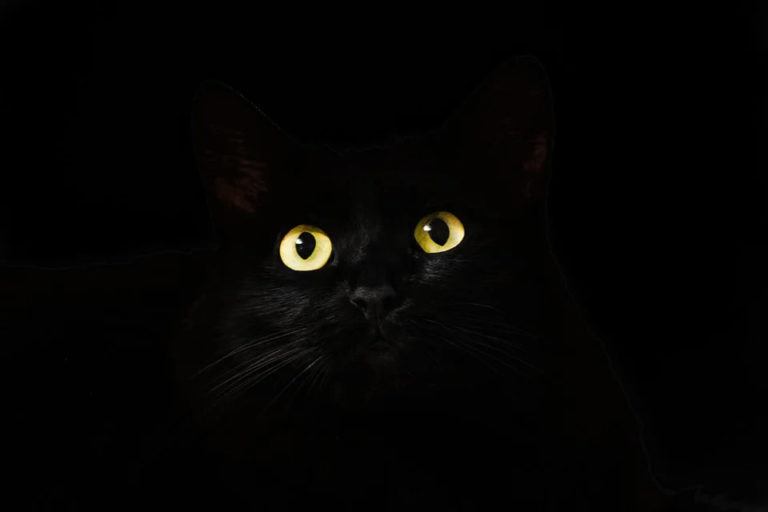 Pourquoi les chats noirs portent malheur d’après la superstition ?