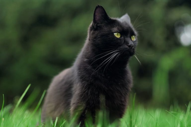 Chat noir avec une tâche blanche : Tout ce qu’il faut savoir