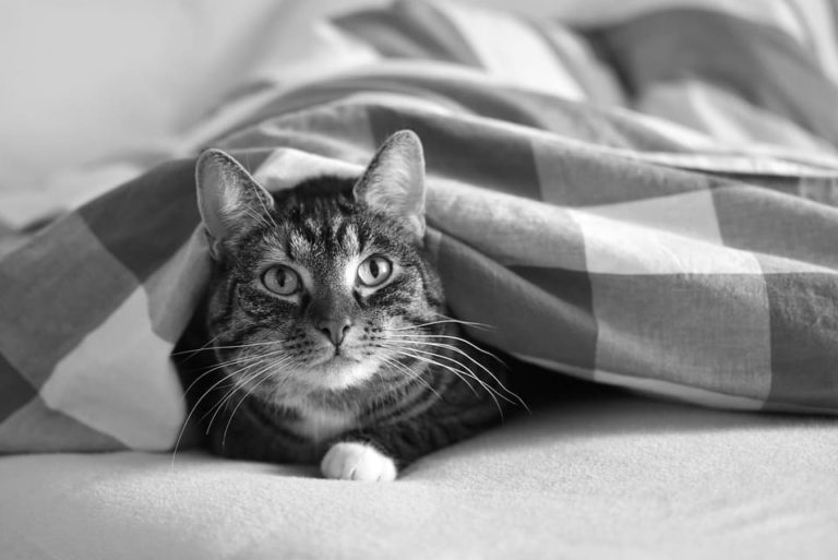 Chat noir tigré : Tout ce qu’il faut savoir Chat noir tigré : Tout ce qu’il faut savoir