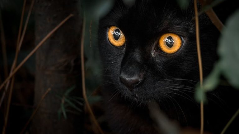 Chat noir aux yeux oranges : Les races et ce qu’il faut savoir ?