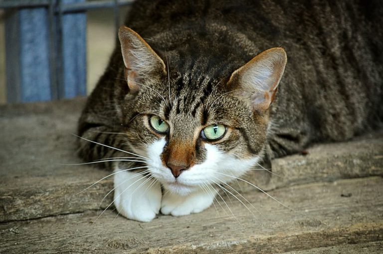 Combien de fois un chat fait pipi par jour ?