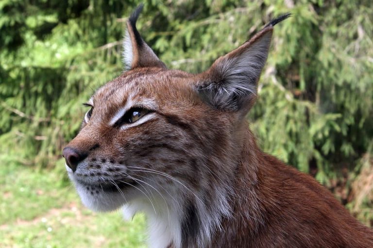 Chat qui ressemble a un lynx : Les races et tout ce qu’il faut savoir Chat qui ressemble a un lynx : Les races et tout ce qu’il faut savoir