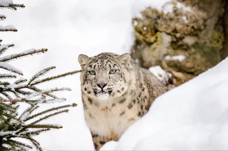Chat qui ressemble à un leopard : Les différentes races