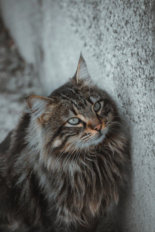 Chat sibérien noir et blanc : Tout ce qu’il faut savoir Chat sibérien noir et blanc : Tout ce qu’il faut savoir
