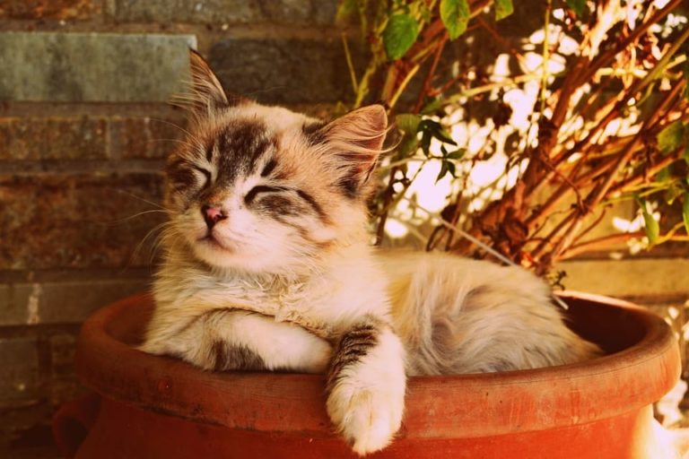 Diarrhée du chaton de 2 mois : Pourquoi et que faire ?