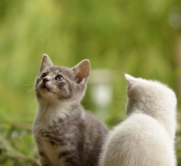A quel âge un chaton boit de l’eau ?