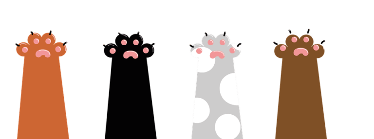 Comment couper les griffes d’un chaton de 2 mois ?