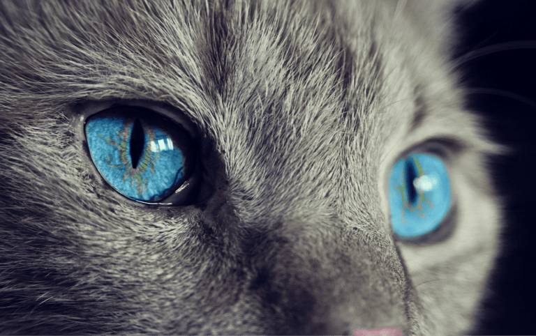 Croûtes sur la peau du chat : Pourquoi et que faire ?