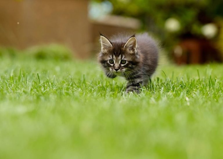 Diarrhée du chaton de 1 mois : Pourquoi et que faire ?