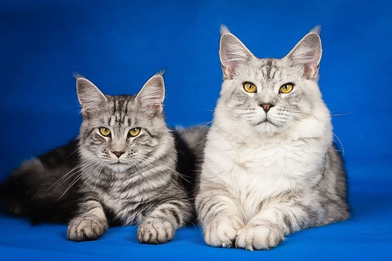 Maine Coon Black Silver : Tout ce qu’il faut savoir Maine Coon Black Silver : Tout ce qu’il faut savoir
