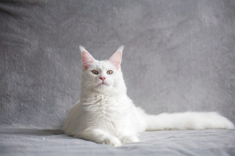 Maine Coon blanc : Tout ce qu’il faut savoir Maine Coon blanc : Tout ce qu’il faut savoir