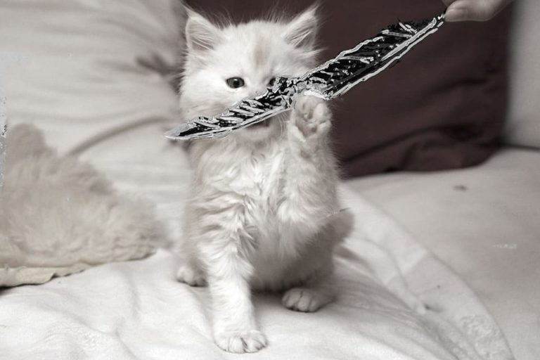 Maine Coon blanc aux yeux bleus : Tout ce qu’il faut savoir