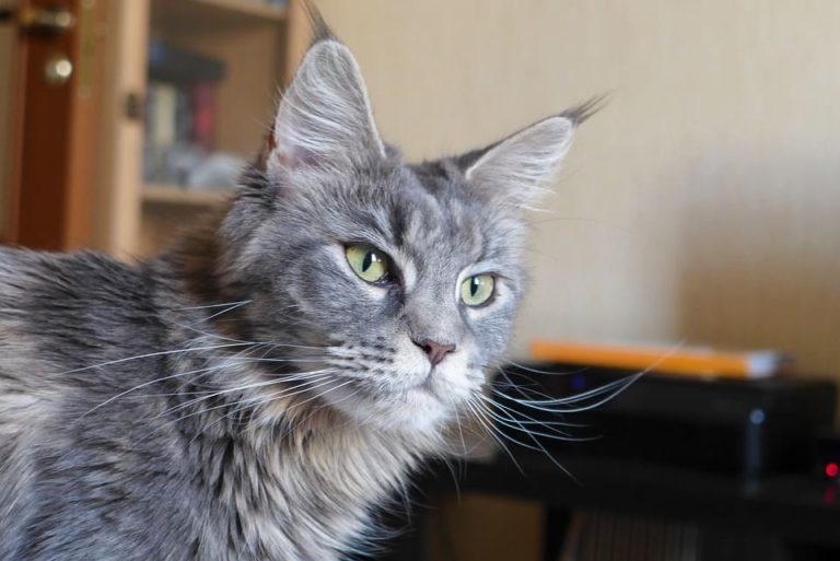 Maine Coon gris et blanc : Tout ce qu’il faut savoir