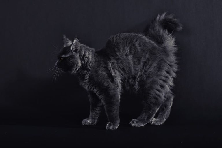 Maine Coon noir : Tout ce qu’il faut savoir
