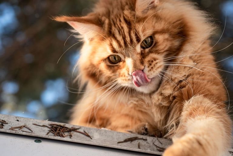 Maine Coon red silver : Tout ce qu’il faut savoir Maine Coon red silver : Tout ce qu’il faut savoir