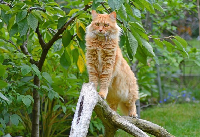 Maine Coon roux et blanc : Tout ce qu’il faut savoir