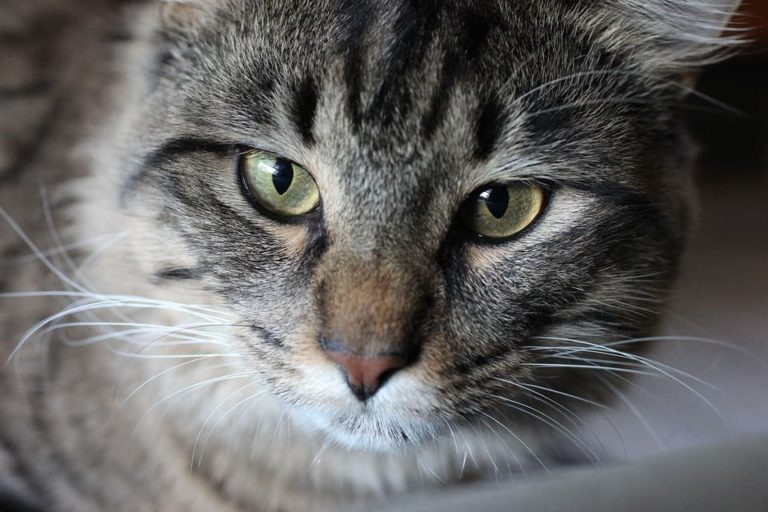 Maine Coon Tigré : Tout ce qu’il faut savoir Maine Coon Tigré : Tout ce qu’il faut savoir