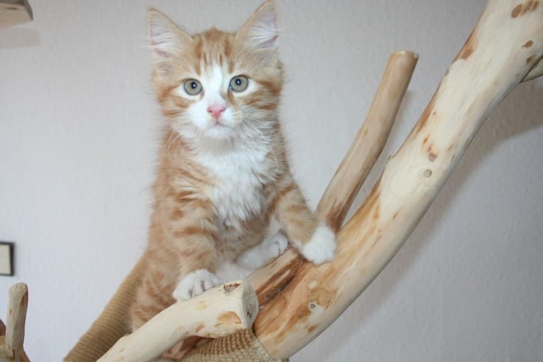Maine Coon aux yeux bleus : Tout ce qu’il faut savoir