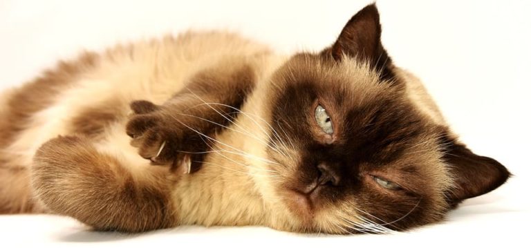 Perte de poil du chat avec trous : Pourquoi et que faire ?