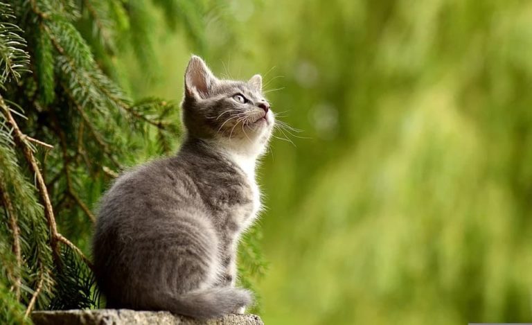 Que mange un chaton de 3 mois ?