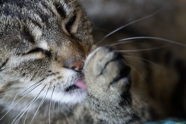 Avec quoi laver son chat ?
