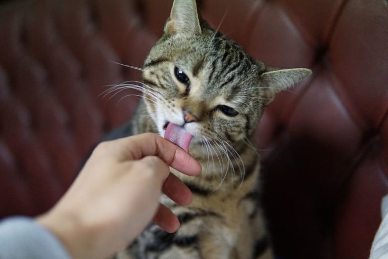 Toilettage d’un chat à poils longs : Tout ce qu’il faut savoir