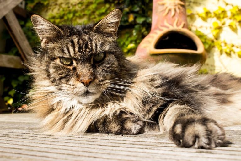 Maine Coon Brown Blotched Tabby : Tout ce qu’il faut savoir Maine Coon Brown Blotched Tabby : Tout ce qu’il faut savoir
