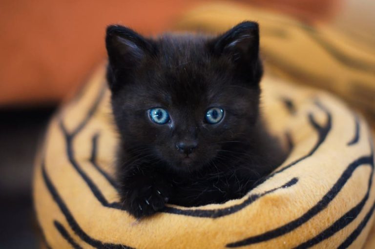 Chat noir bébé : Tout ce qu’il faut savoir
