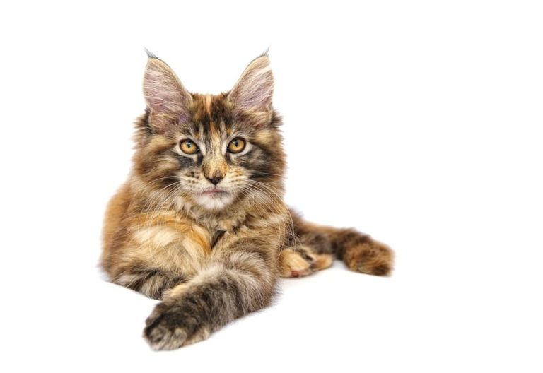 Brown Mackerel Tabby Maine Coon: Tout ce qu’il faut savoir Brown Mackerel Tabby Maine Coon: Tout ce qu’il faut savoir