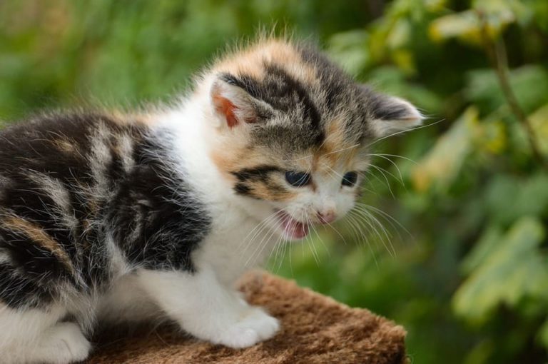 Mon chat miaule sans son : Pourquoi et que faire ?