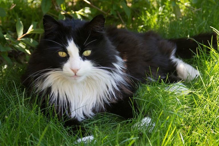 Races de chat noir et blanc à poils longs : les races et ce qu’il faut savoir